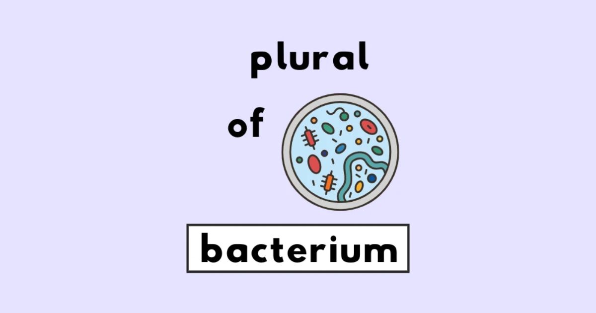 What Is Bacterium Plural Form And What Means Of This